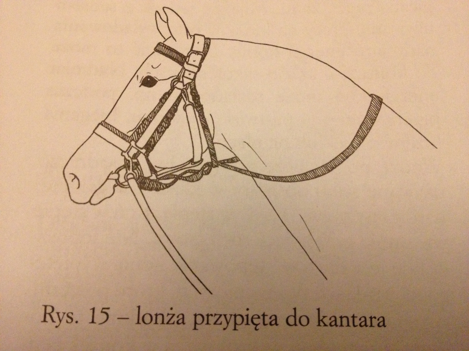 zdjęcie (4)